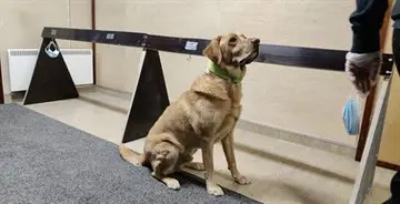 SRV tuo ensimmäisenä Suomessa koronakoirat työmaalle – pilotti käynnistetty Siltasairaalan työmaalla