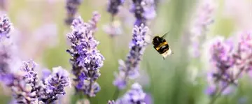 SRV:n biodiversiteettitavoitteilla hallitaan rakennusalan ilmastovaikutuksia