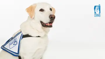 Avustajakoira_blanco_FB_1920x1080px.jpg
